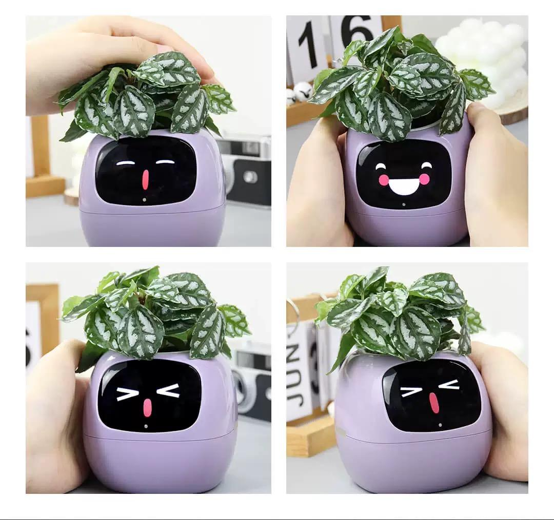 Emotional green plant pot birthday gift for girls, girlfriends, boys, and wives smart ornaments